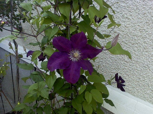 clematis