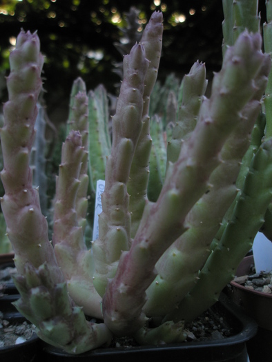 Stapelie - de la Seghet - plante necunoscute inca