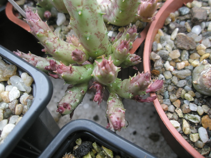 Huernia pendula de la Gino - boboci