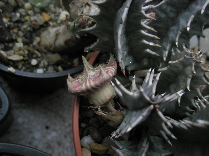 Huernia zebrina - boboc - Huernia