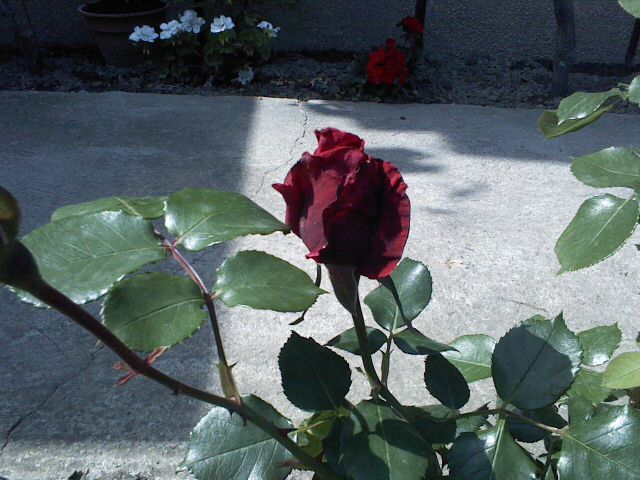 Pic0526086