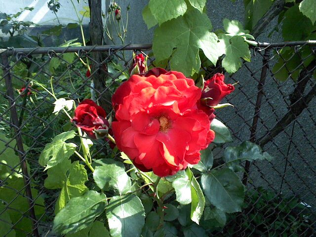 Pic0526085