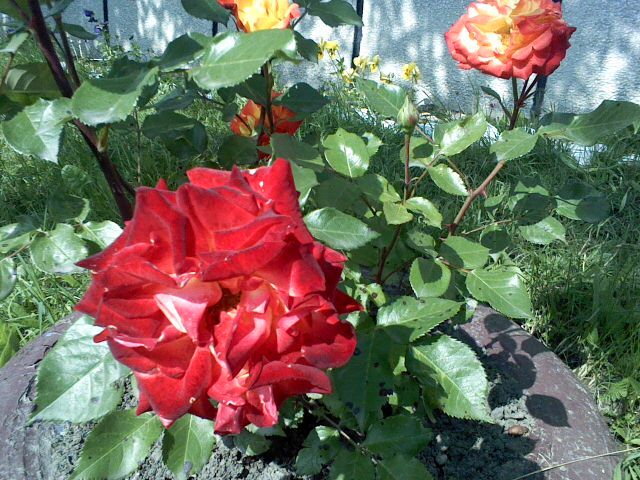 Pic0526074