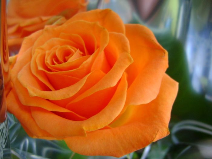 trandafir portocaliu - 2010