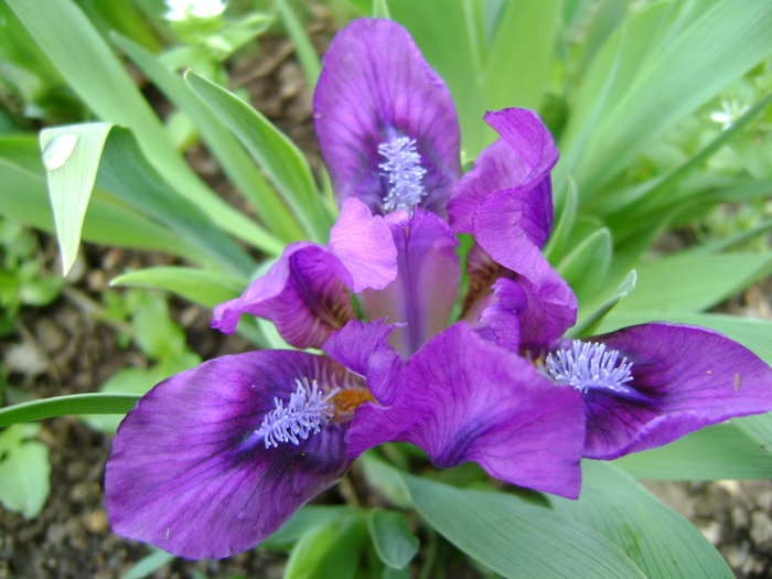 iris - 2010