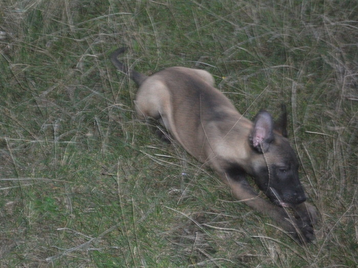 poze 2010 toamna 384 - Ciobanesc belgian pui