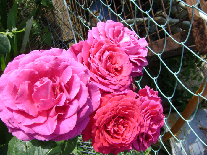 trandafiri cyclamen