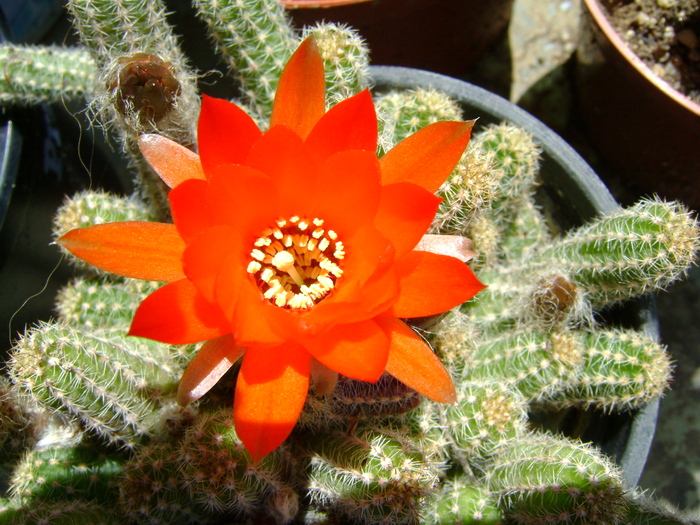 floare de cactus