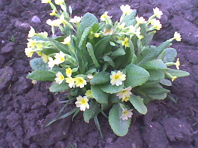 primula - flori