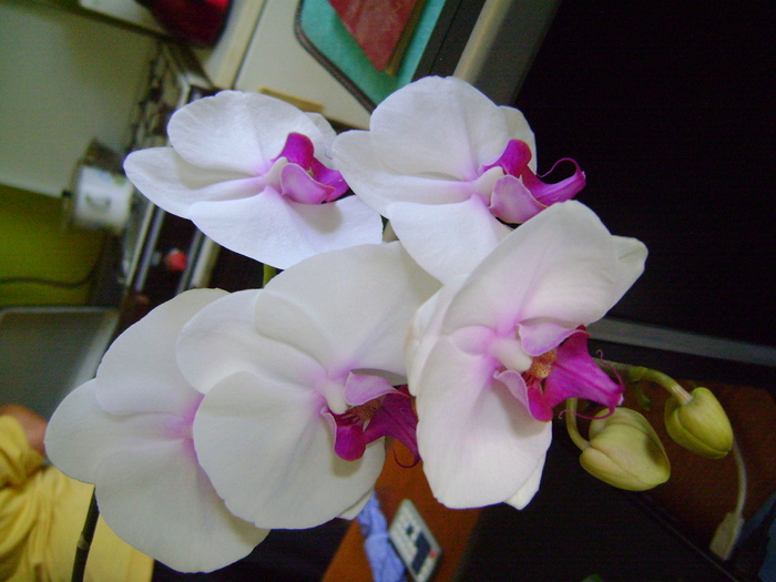 orhidee,anul2 - 2010