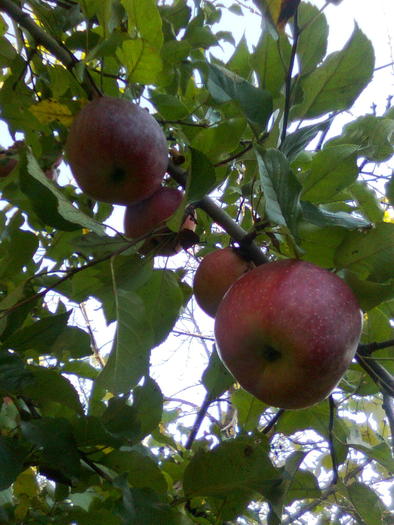 Imagine0472 - Fructele pomilor fructiferi