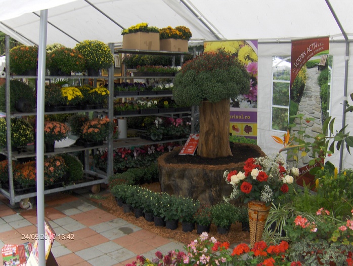 expo flora 65 - ZZ-EXPO FLORA BAIA MARE 2010