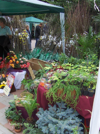 expo flora 69 - ZZ-EXPO FLORA BAIA MARE 2010