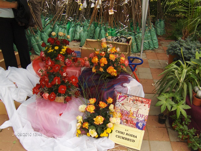 expo flora 72 - ZZ-EXPO FLORA BAIA MARE 2010