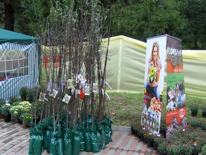 expo flora 84 - ZZ-EXPO FLORA BAIA MARE 2010