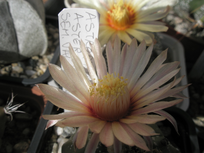 Astrophytum asterias - floare 28.09 - Astrophytum