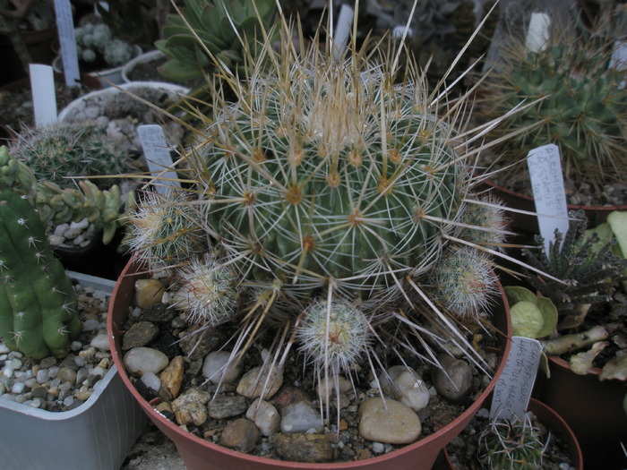 Echinofossulo multicostatus - 26.09 - Echinofossulocactus