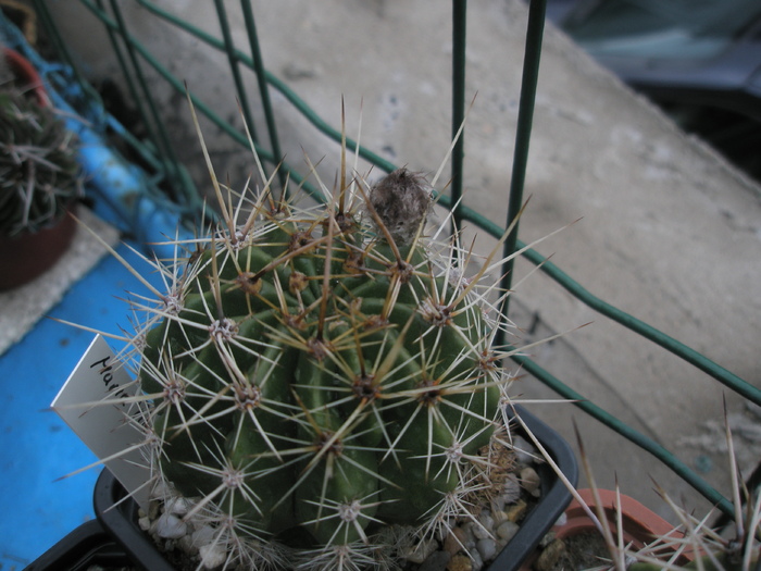 Echinopsis Maria Piazza - boboc - Echinopsis