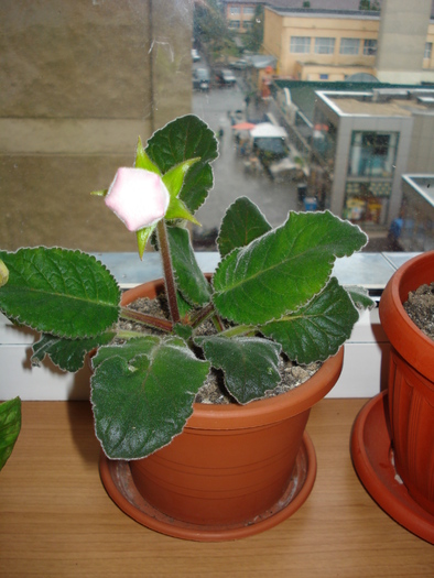 25.09.2010 rosie cu roz pe margine