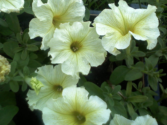 petunia superbissima - 1 - petunii