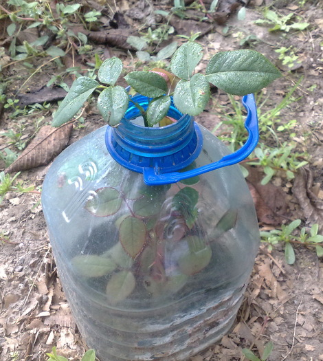 butas pus in iulie,viespea i-a mancat bobocul