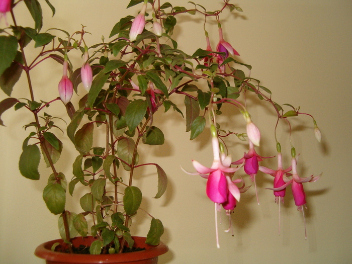 Fuchsia