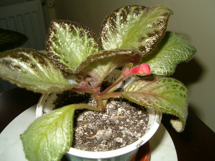 Episcia - Episcia