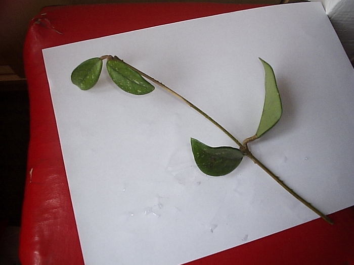 butas 26.09 - Hoya carnosa spotted leaf