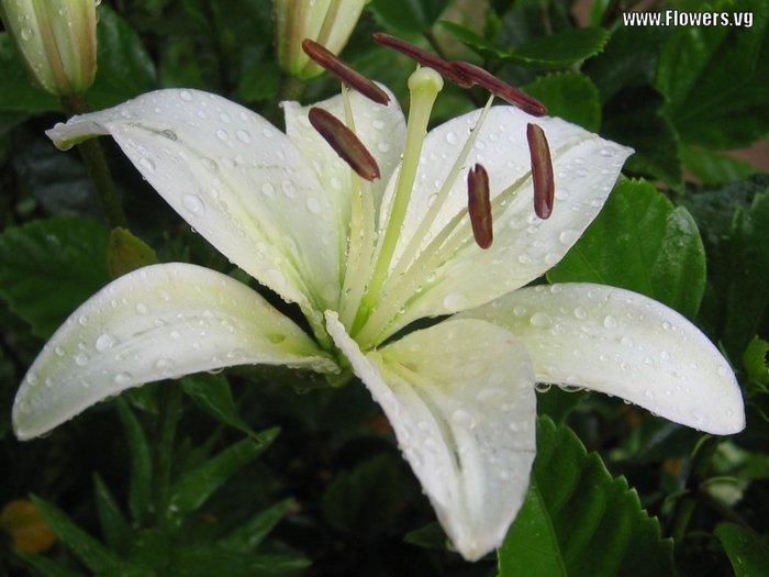 lily-white