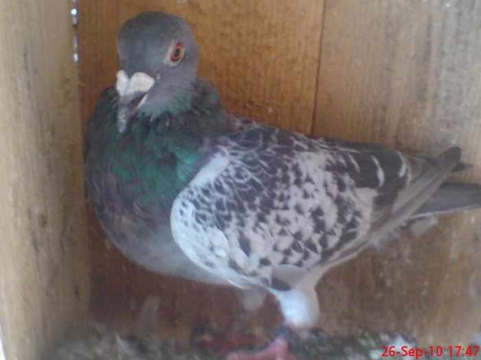 M 2008 - Porumbeii mei