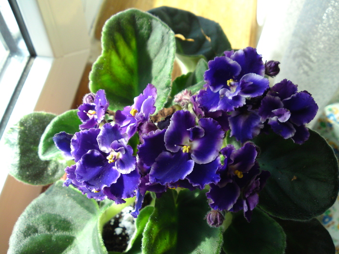 Saintpaulia Ionantha
