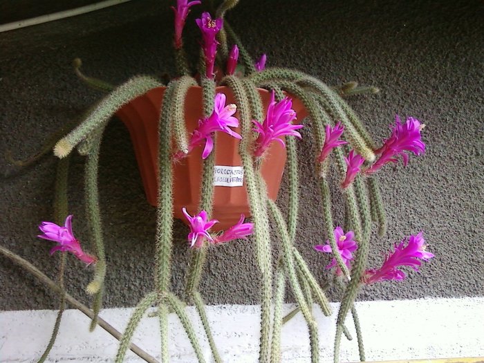 Aporocactus flagelliformis - Cactusi