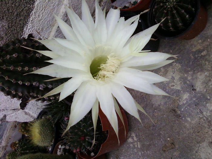 E. eyriesii - Cactusi