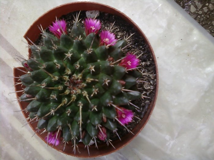 M. magnimamma - Cactusi