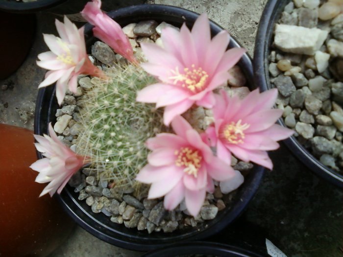 Rebutia sp. - Cactusi