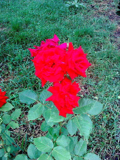 photo_1333 - 1 - trandafiri