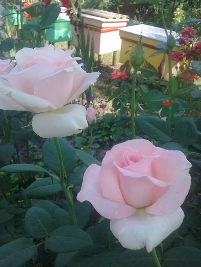 photo_1631 - 1 - trandafiri