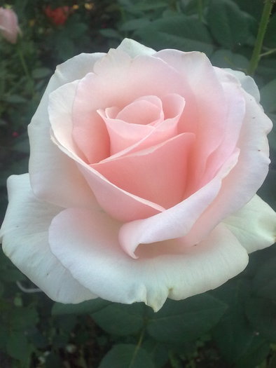 photo_1634 - 1 - trandafiri