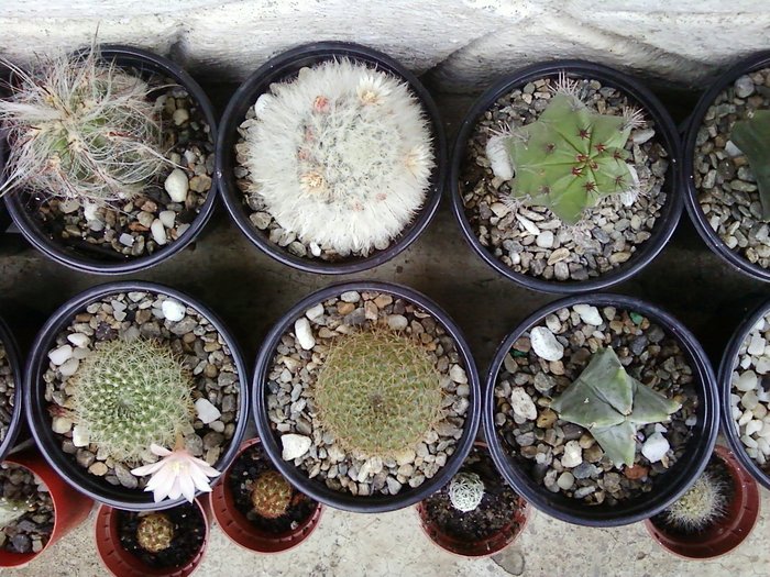 cactusi-grup