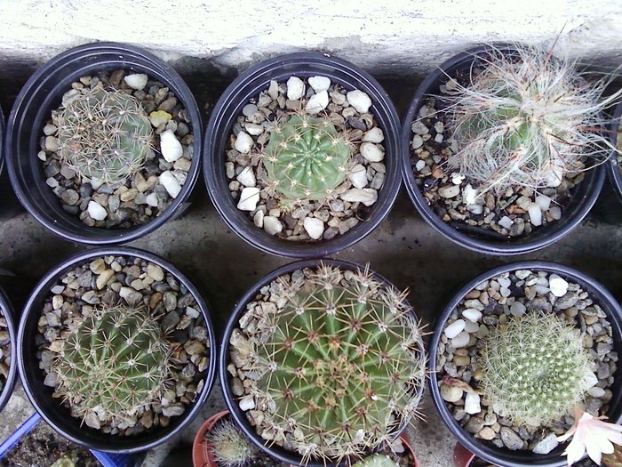 cactusi-grup (3)