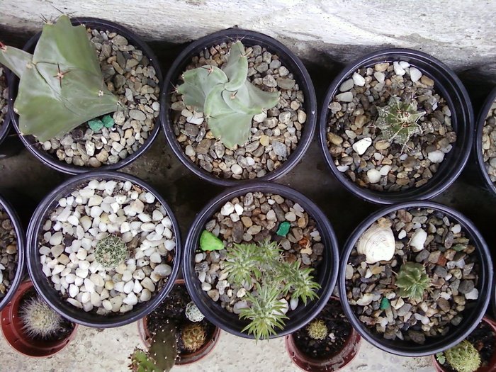 cactusi-grup