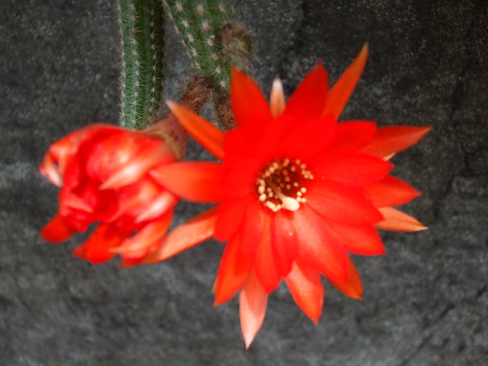 Echinopsis chamaecereus