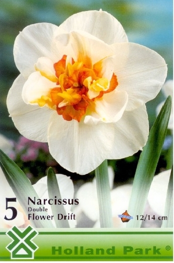 Narcise Flowerdrift; pret 2.5 lei/bulb
