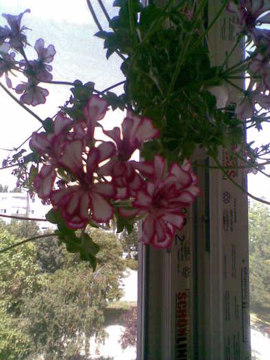 Image110; muscata curgatoare
