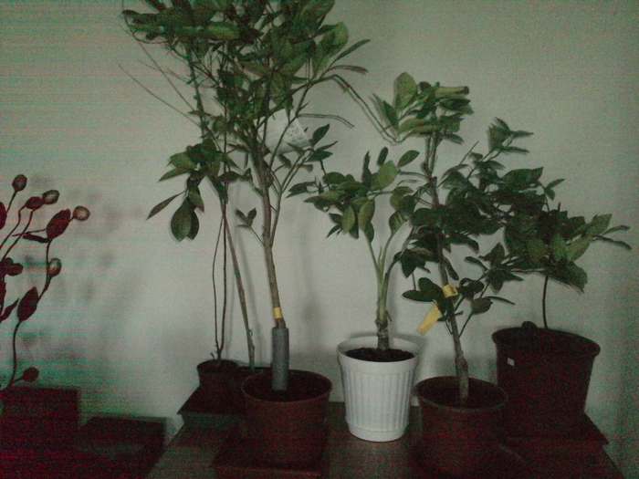 P290910_10.470002 - plante noi