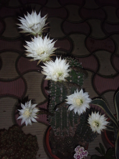 P6240439 - cactusi