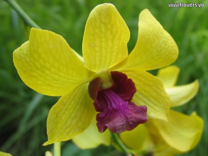 orchid-dendrobium - O_o Amazing Flowers O_o