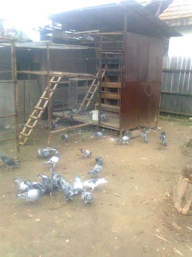 porumbei in curte (2) - Porumbei cand mananca si cand sunt prin curte