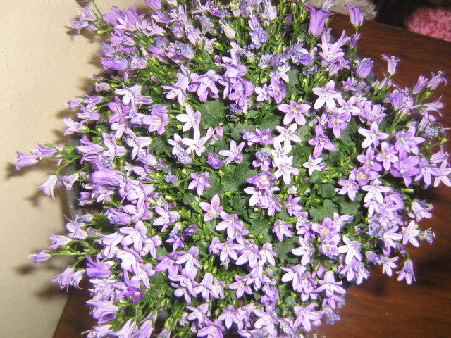 campanula isophylla