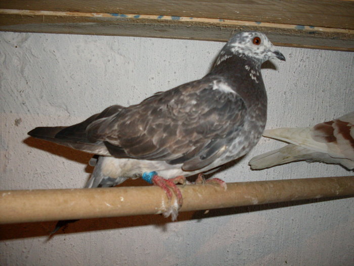 cuc 2008 - Porumbei